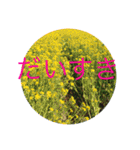 いつでも使える花のスタンプ①春（個別スタンプ：12）