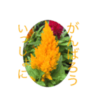 いつでも使える花のスタンプ①春（個別スタンプ：20）