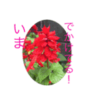 いつでも使える花のスタンプ①春（個別スタンプ：23）