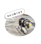 おちゃめなミニシュナ！ vol.3【日常編】（個別スタンプ：5）