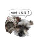 おちゃめなミニシュナ！ vol.3【日常編】（個別スタンプ：9）