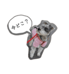 おちゃめなミニシュナ！ vol.3【日常編】（個別スタンプ：10）