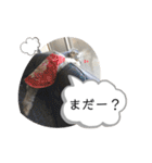 おちゃめなミニシュナ！ vol.3【日常編】（個別スタンプ：11）