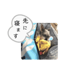 おちゃめなミニシュナ！ vol.3【日常編】（個別スタンプ：12）