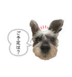 おちゃめなミニシュナ！ vol.3【日常編】（個別スタンプ：13）