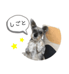 おちゃめなミニシュナ！ vol.3【日常編】（個別スタンプ：15）