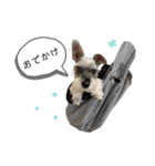 おちゃめなミニシュナ！ vol.3【日常編】（個別スタンプ：16）