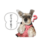おちゃめなミニシュナ！ vol.3【日常編】（個別スタンプ：24）