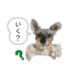 おちゃめなミニシュナ！ vol.3【日常編】（個別スタンプ：27）