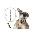 おちゃめなミニシュナ！ vol.3【日常編】（個別スタンプ：28）