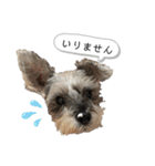 おちゃめなミニシュナ！ vol.3【日常編】（個別スタンプ：31）