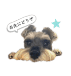 おちゃめなミニシュナ！ vol.3【日常編】（個別スタンプ：32）