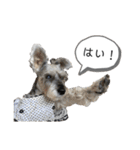 おちゃめなミニシュナ！ vol.3【日常編】（個別スタンプ：36）