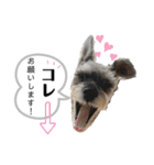 おちゃめなミニシュナ！ vol.3【日常編】（個別スタンプ：38）