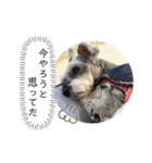 おちゃめなミニシュナ！ vol.3【日常編】（個別スタンプ：40）