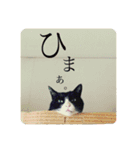 クロおぢさん・2(Monsieur Kulo-2)（個別スタンプ：7）