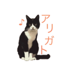 クロおぢさん・2(Monsieur Kulo-2)（個別スタンプ：11）