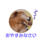 ミニチュアダックス りゅうのスタンプ（個別スタンプ：4）