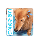 ミニチュアダックス りゅうのスタンプ（個別スタンプ：15）