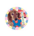 ミニチュアダックス りゅうのスタンプ（個別スタンプ：31）