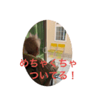打ち出の小槌持ってまーす！（個別スタンプ：37）