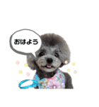 トイプードル   ぷーぺーぽー（個別スタンプ：1）