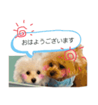 トイプードル   ぷーぺーぽー（個別スタンプ：3）