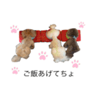 トイプードル   ぷーぺーぽー（個別スタンプ：23）