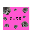 トイプードル   ぷーぺーぽー（個別スタンプ：27）