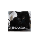 ごん  2（個別スタンプ：7）