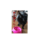 ごん  2（個別スタンプ：8）