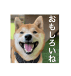 赤柴日記5（個別スタンプ：1）