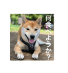 赤柴日記5（個別スタンプ：3）