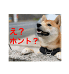赤柴日記5（個別スタンプ：4）