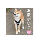 赤柴日記5（個別スタンプ：7）