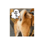 赤柴日記5（個別スタンプ：10）