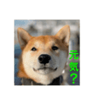 赤柴日記5（個別スタンプ：13）