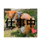 赤柴日記5（個別スタンプ：14）