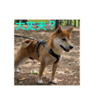 赤柴日記5（個別スタンプ：16）