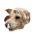 犬キュート（個別スタンプ：1）