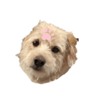 犬キュート（個別スタンプ：2）