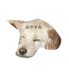 犬キュート（個別スタンプ：3）