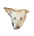犬キュート（個別スタンプ：4）