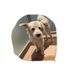 犬キュート（個別スタンプ：5）