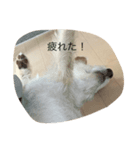 犬キュート（個別スタンプ：7）