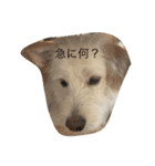 犬キュート（個別スタンプ：8）