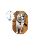 我が家のにゃんにゃんにゃんこ①（個別スタンプ：5）