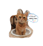 我が家のにゃんにゃんにゃんこ①（個別スタンプ：9）