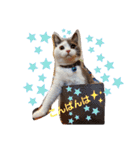 我が家のにゃんにゃんにゃんこ①（個別スタンプ：10）