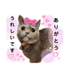我が家のにゃんにゃんにゃんこ①（個別スタンプ：25）
